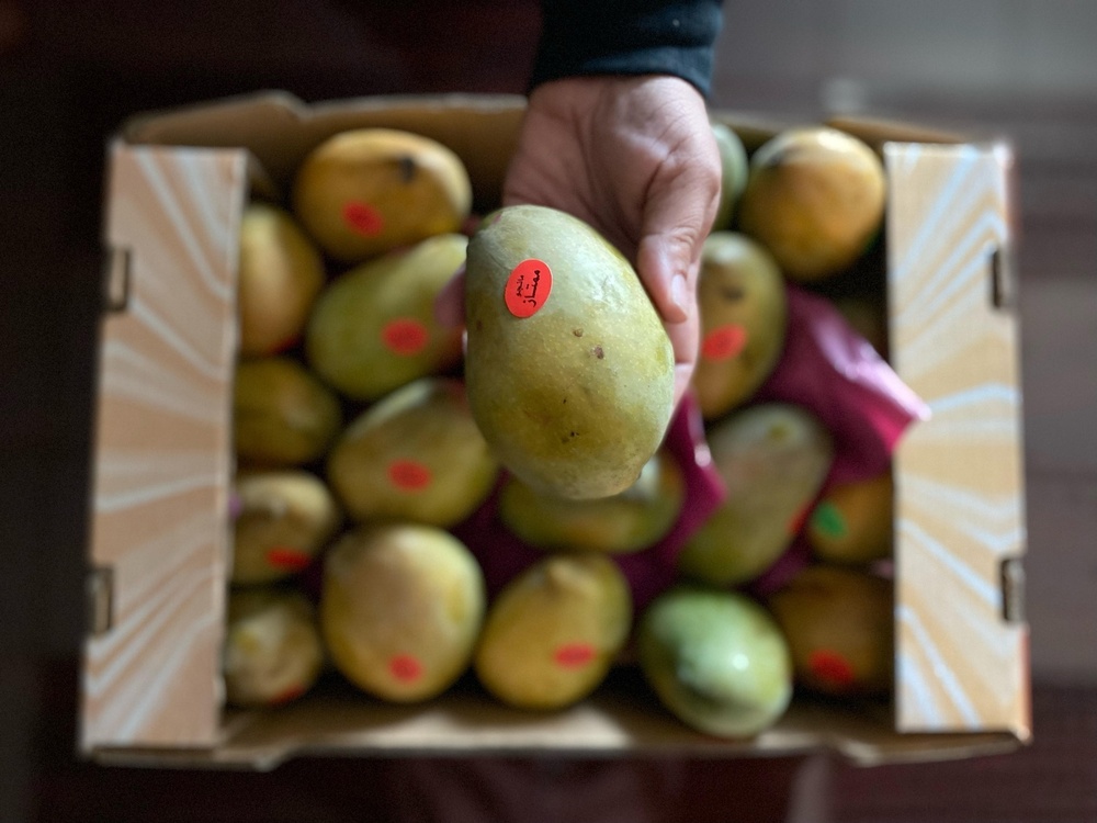 Egypt-September 2022-USAID received 1,000 Kg of Ismailia Owaisy Mangos