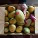 Egypt-September 2022-USAID received 1,000 Kg of Ismailia Owaisy Mangos