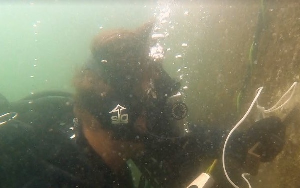 An underwater photograph showing a scuba diver closely examining or working on a large submerged structure or rock surface. The diver is equipped with full diving gear and appears to be using a tool or instrument against the surface. The water has a greenish, murky tint with visible air bubbles rising from the diver's regulator.