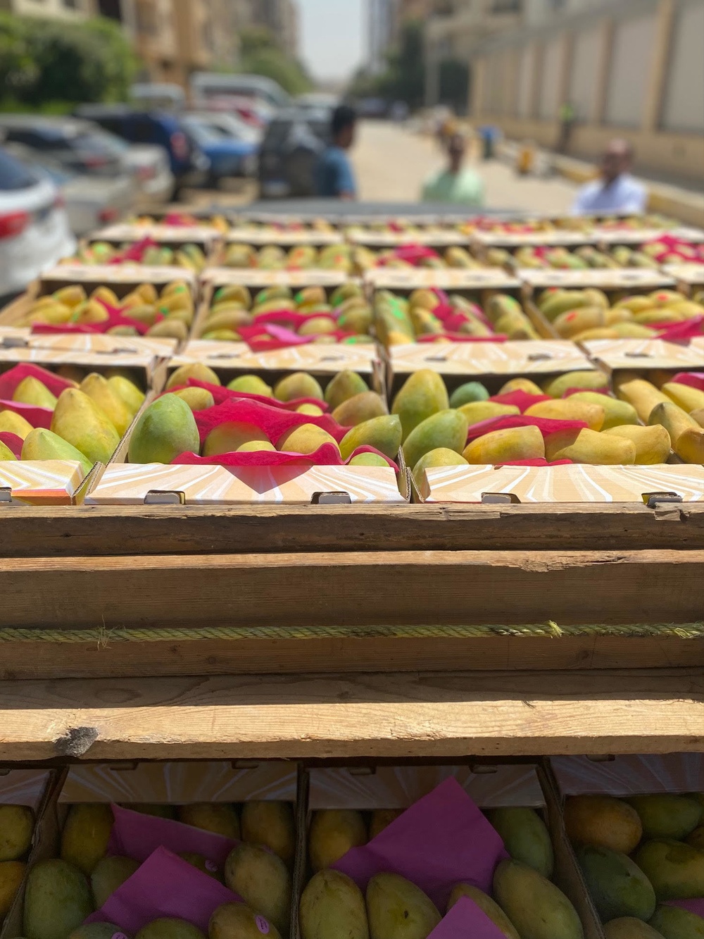 Egypt-September 2022-USAID received 1,000 Kg of Ismailia Owaisy Mangos