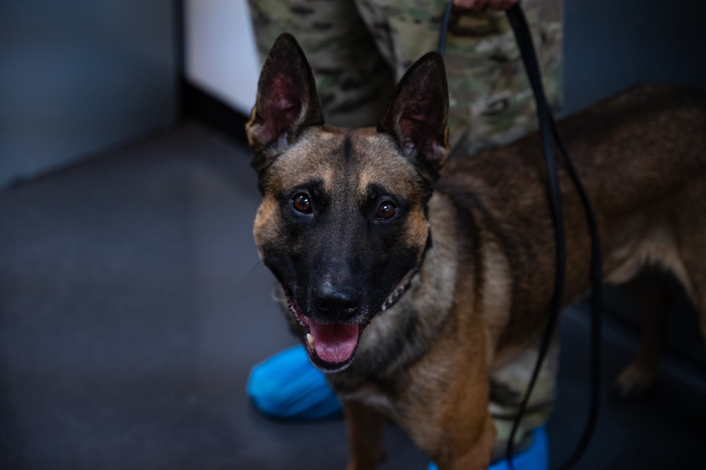 Military working dog undergoes root canal operation