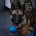 Military working dog undergoes root canal operation