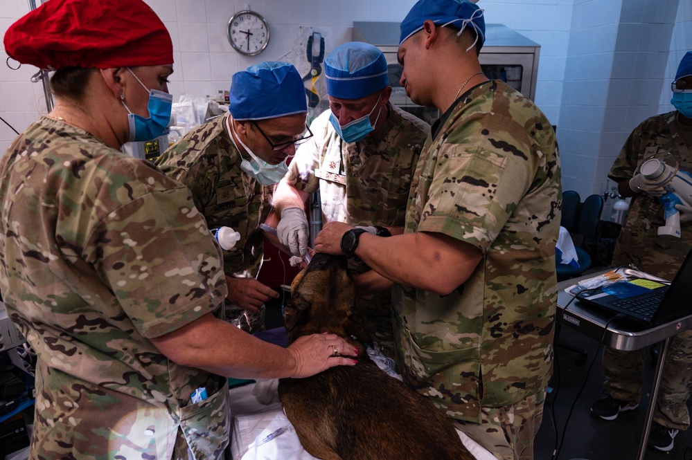 Military working dog undergoes root canal operation