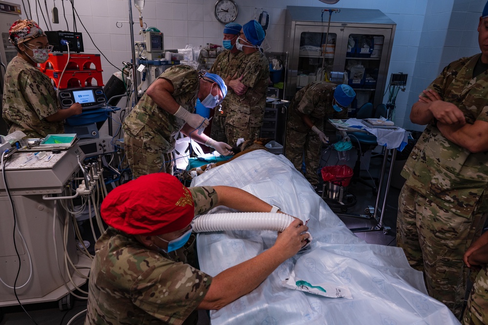 Military working dog undergoes root canal operation