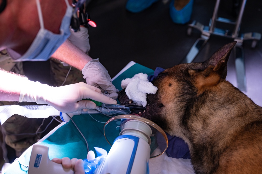 Military working dog undergoes root canal operation