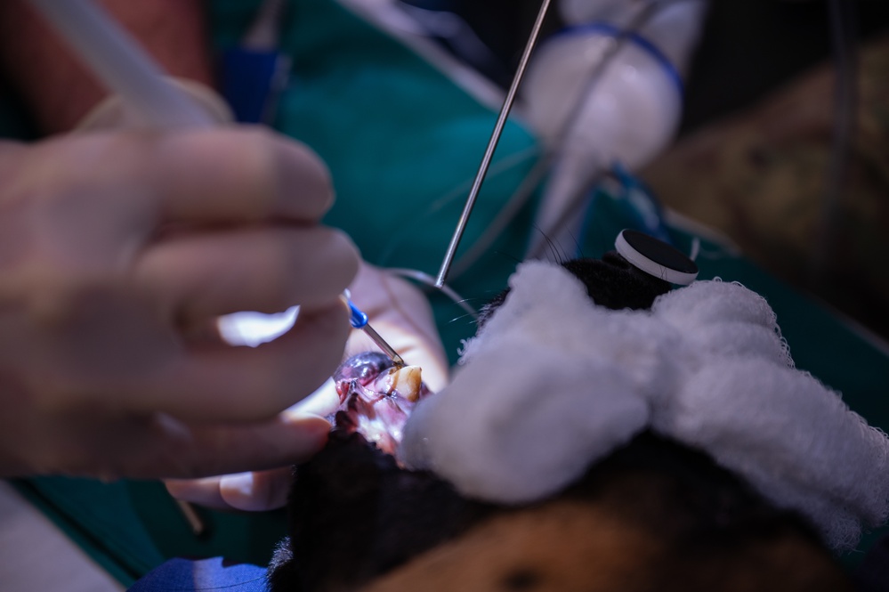 Military working dog undergoes root canal operation