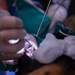 Military working dog undergoes root canal operation