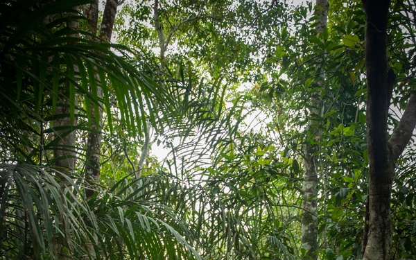 2/2 Marines Conduct Jungle Training in Brazil