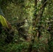 2/2 Marines Conduct Jungle Training in Brazil