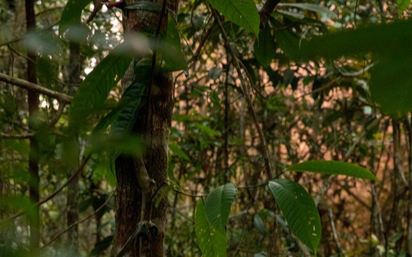 2/2 Marines Conduct Jungle Training in Brazil