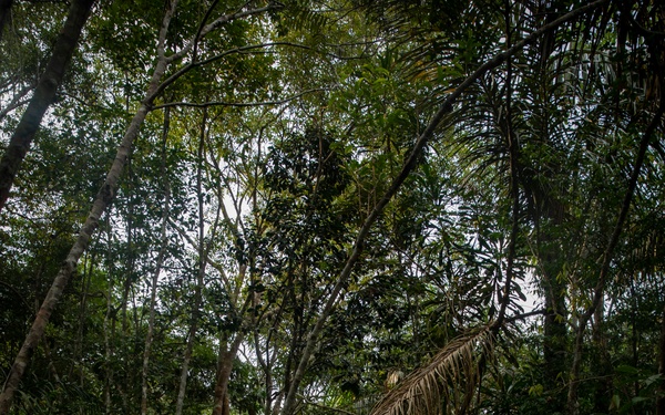 2/2 Marines Conduct Jungle Training in Brazil