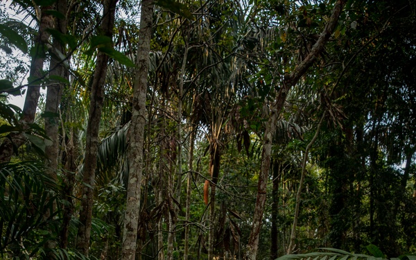 2/2 Marines Conduct Jungle Training in Brazil