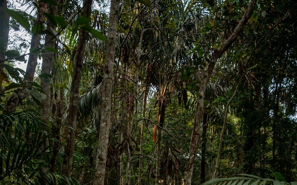 2/2 Marines Conduct Jungle Training in Brazil