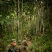 2/2 Marines Conduct Jungle Training in Brazil