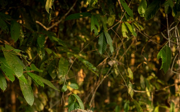 2/2 Marines Conduct Jungle Training in Brazil