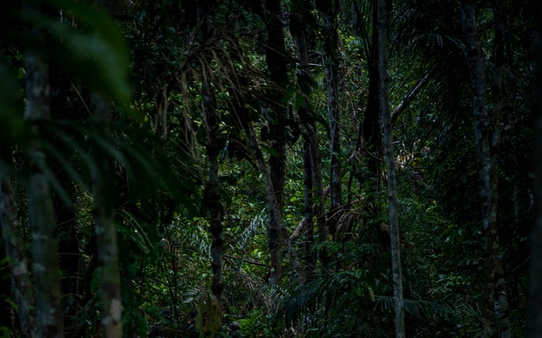 2/2 Marines Conduct Jungle Training in Brazil