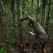 2/2 Marines Conduct Jungle Training in Brazil