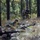 Army Squad Best Competition 2022