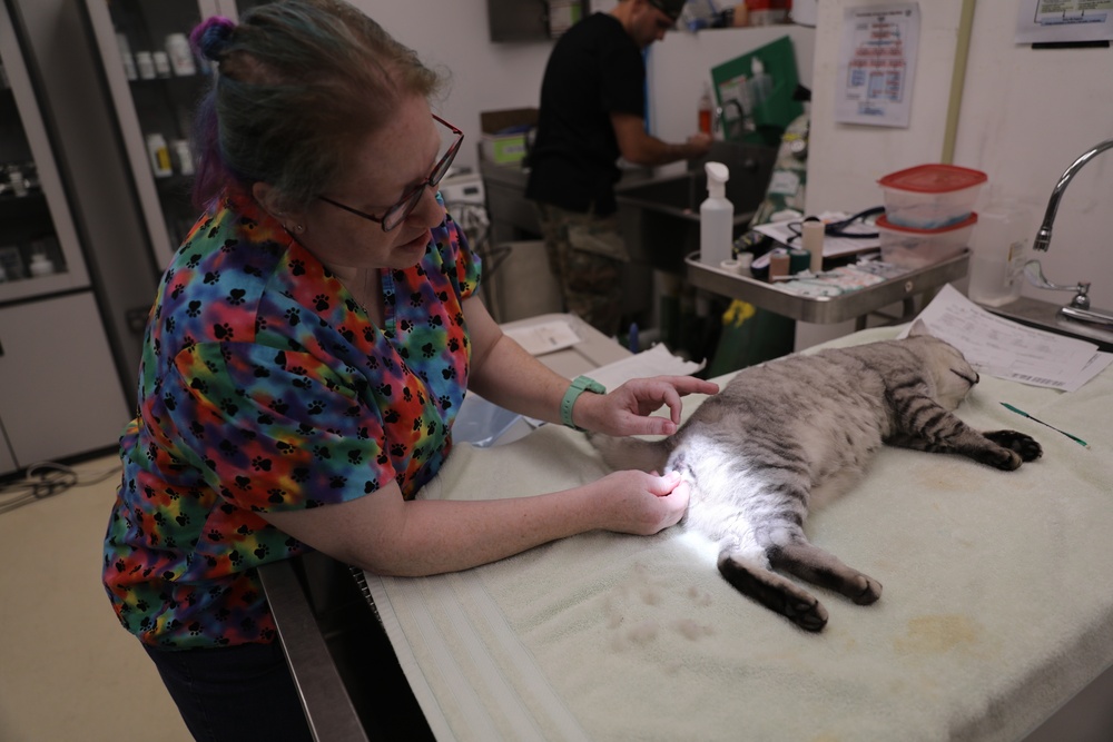 Area Support Group - Kuwait continues neutering program