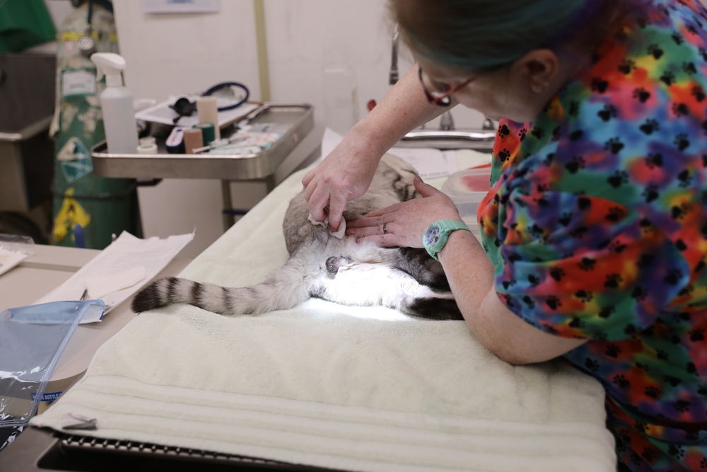 Area Support Group - Kuwait continues neutering program