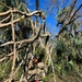 National Guard clears the way after Hurricane Ian