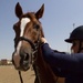 Camp Arifjan Veterinarians Visit Kuwait Military Equestrian Center, Oct. 2022