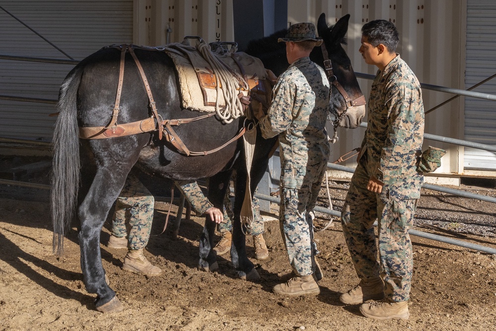 8th ESB Marines integrate animal packers in preparation of force-on-force exercise