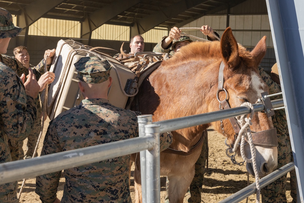 8th ESB Marines integrate animal packers in preparation of force-on-force exercise