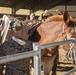 8th ESB Marines integrate animal packers in preparation of force-on-force exercise