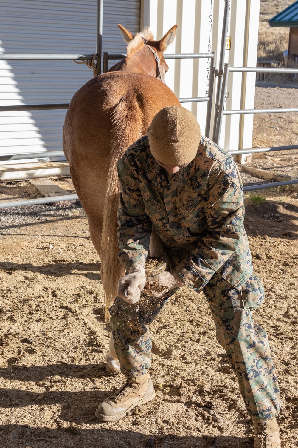 8th ESB Marines integrate animal packers in preparation of force-on-force exercise 