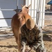 8th ESB Marines integrate animal packers in preparation of force-on-force exercise 