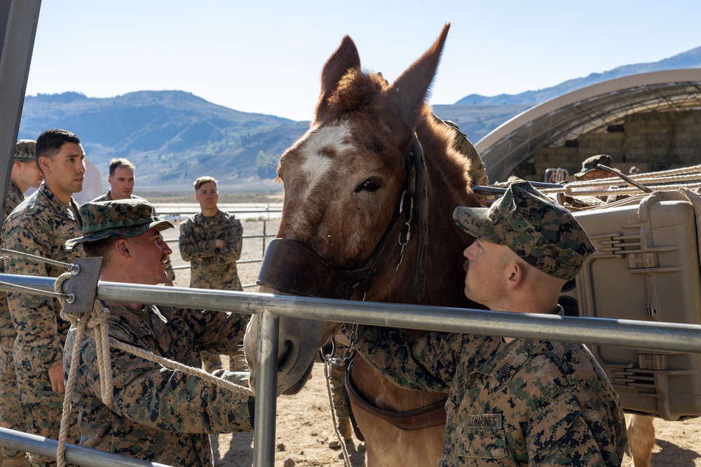 8th ESB Marines integrate animal packers in preparation of force-on-force exercise