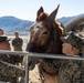 8th ESB Marines integrate animal packers in preparation of force-on-force exercise