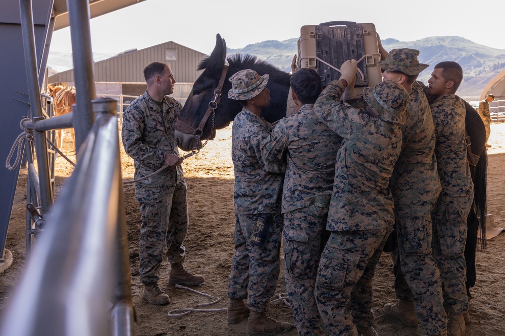 8th ESB Marines integrate animal packers in preparation of force-on-force exercise