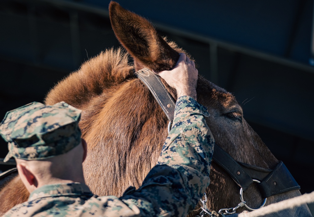 8th ESB Marines integrate animal packers in preparation for a force-on-force exercise