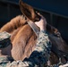 8th ESB Marines integrate animal packers in preparation for a force-on-force exercise