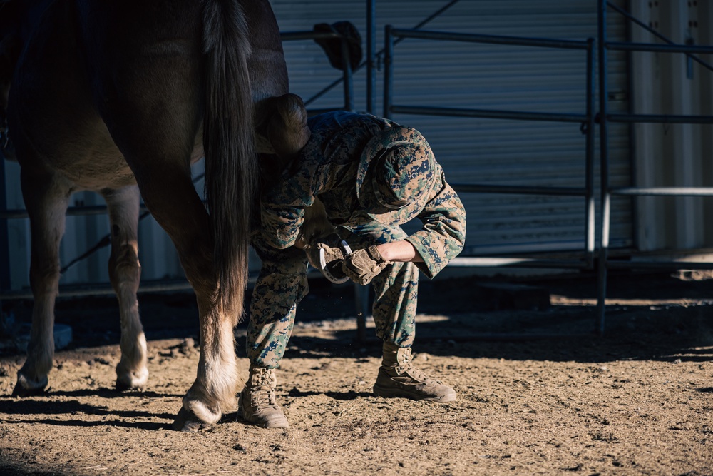 8th ESB Marines integrate animal packers in preparation for a force-on-force exercise