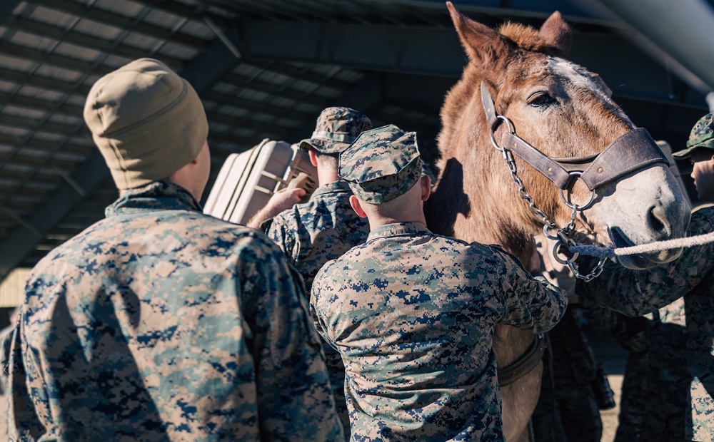 8th ESB Marines integrate animal packers in preparation for a force-on-force exercise