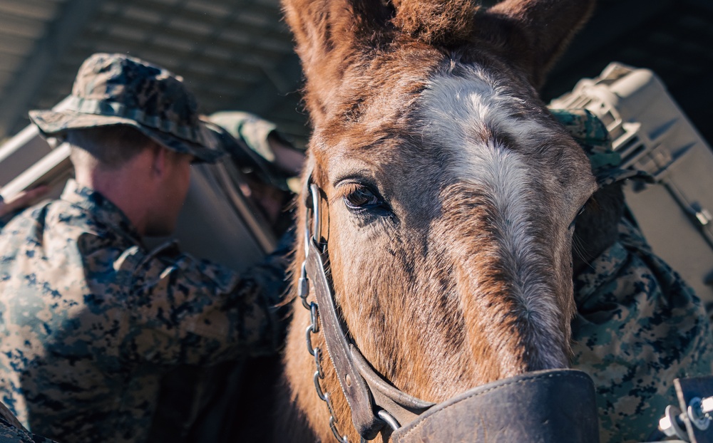 8th ESB Marines integrate animal packers in preparation for a force-on-force exercise