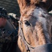 8th ESB Marines integrate animal packers in preparation for a force-on-force exercise