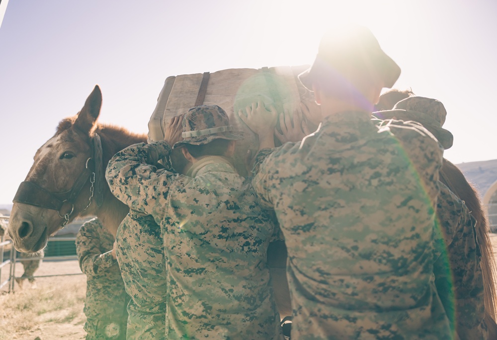 8th ESB Marines integrate animal packers in preparation for a force-on-force exercise