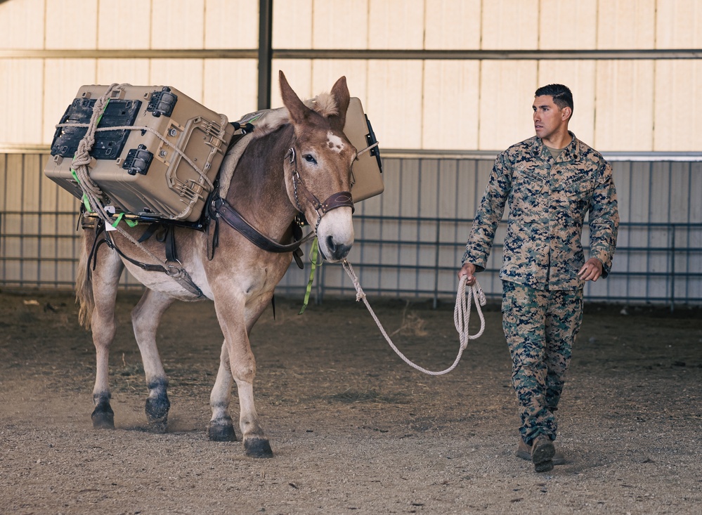 8th ESB Marines integrate animal packers in preparation for a force-on-force exercise