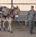 8th ESB Marines integrate animal packers in preparation for a force-on-force exercise