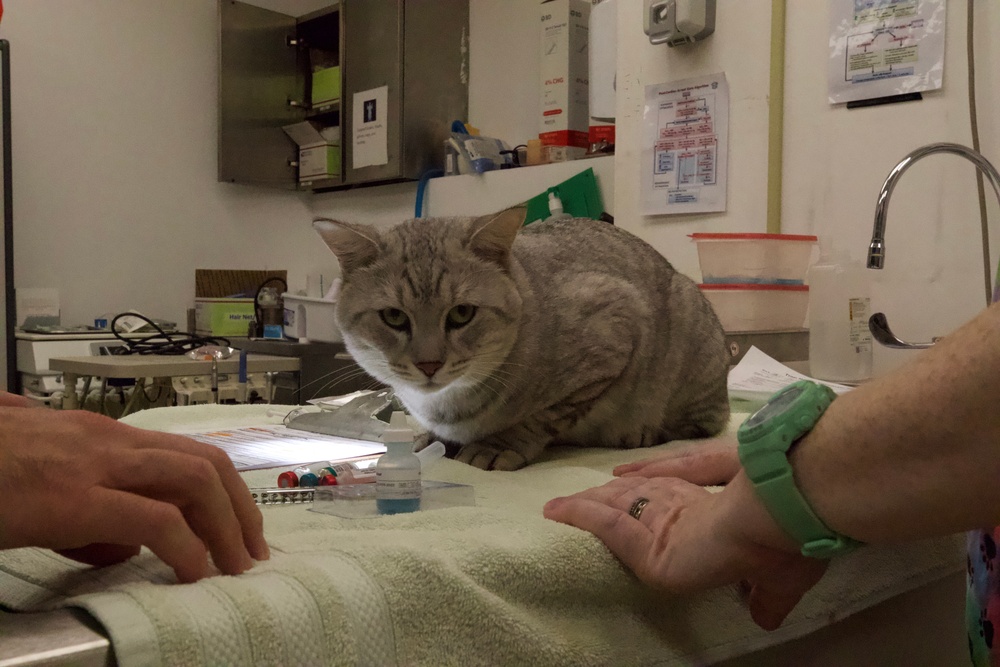 Area Support Group - Kuwait Continues Neutering Program