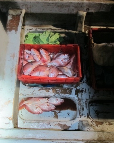 Coast Guard interdicts lancha crew, seizes illegally caught fish off Texas coast