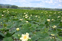 Corps partners with agencies on restoration project