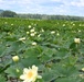 Corps partners with agencies on restoration project