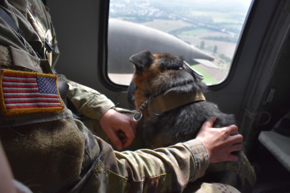 Military working dog Caesar