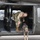 Military working dogs and their handlers receive medical evacuation training
