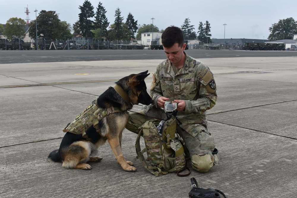 Military working dog